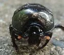 Eger's Earth Boring Beetle - photo 4