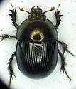 Eger's Earth Boring Beetle - photo 5