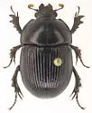 Horn's Earth Boring Beetle