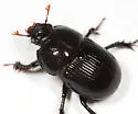 Horn's Earth Boring Beetle - photo 2