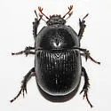 Horn's Earth Boring Beetle - photo 3