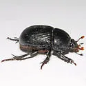 Horn's Earth Boring Beetle - photo 4