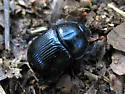 Horn's Earth Boring Beetle - photo 5
