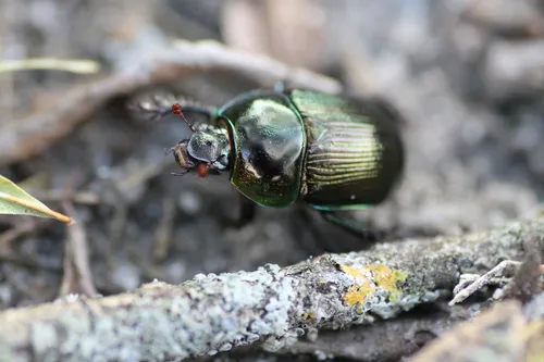 Violet Dor Beetle