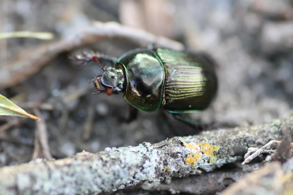Violet Dor Beetle - photo 2
