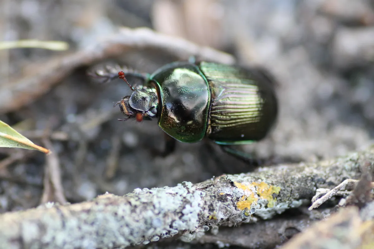 Violet Dor Beetle - photo 3