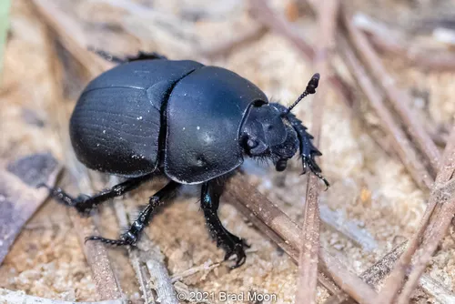 Opaque Earth Boring Beetle - photo 2