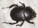 Geotrupes semiopacus