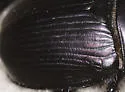Geotrupes semiopacus - photo 2