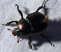 Geotrupes semiopacus - photo 4