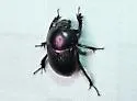 Geotrupes semiopacus - photo 5