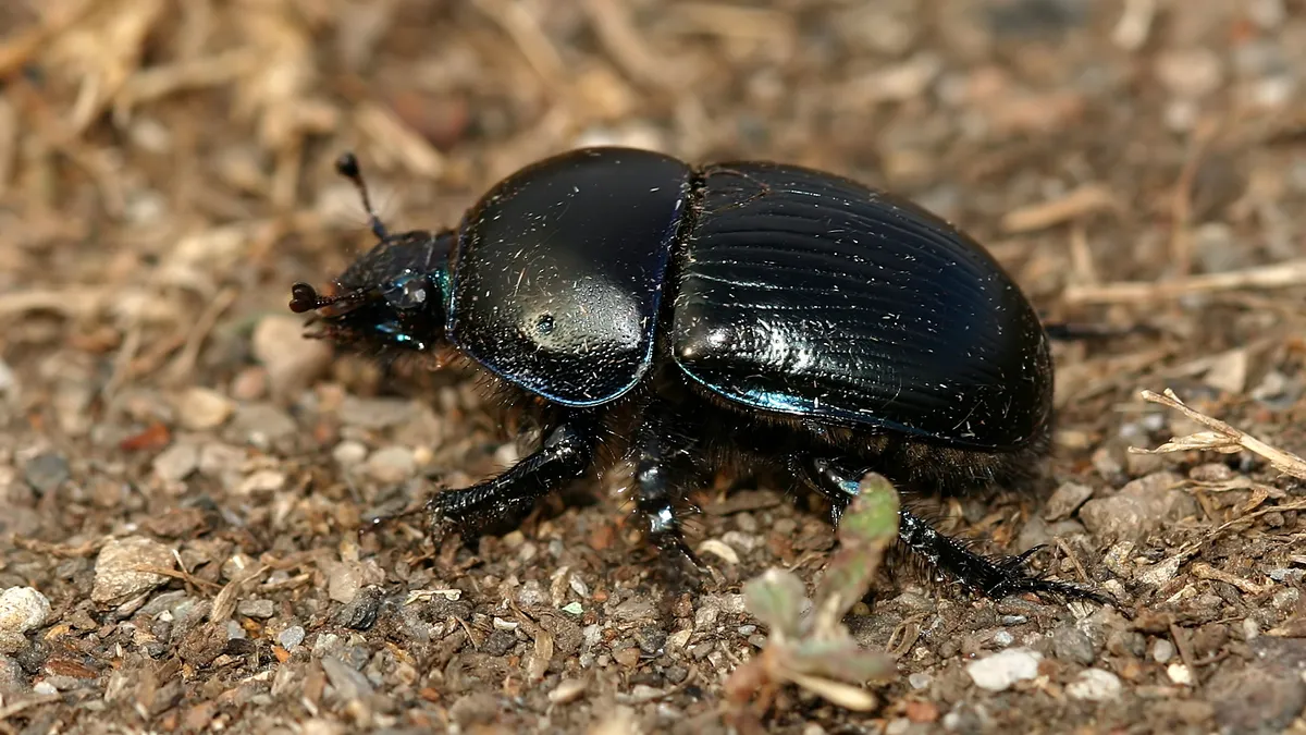 Geotrupes spiniger - photo 2