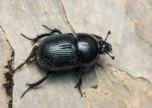 Geotrupes stercorarius