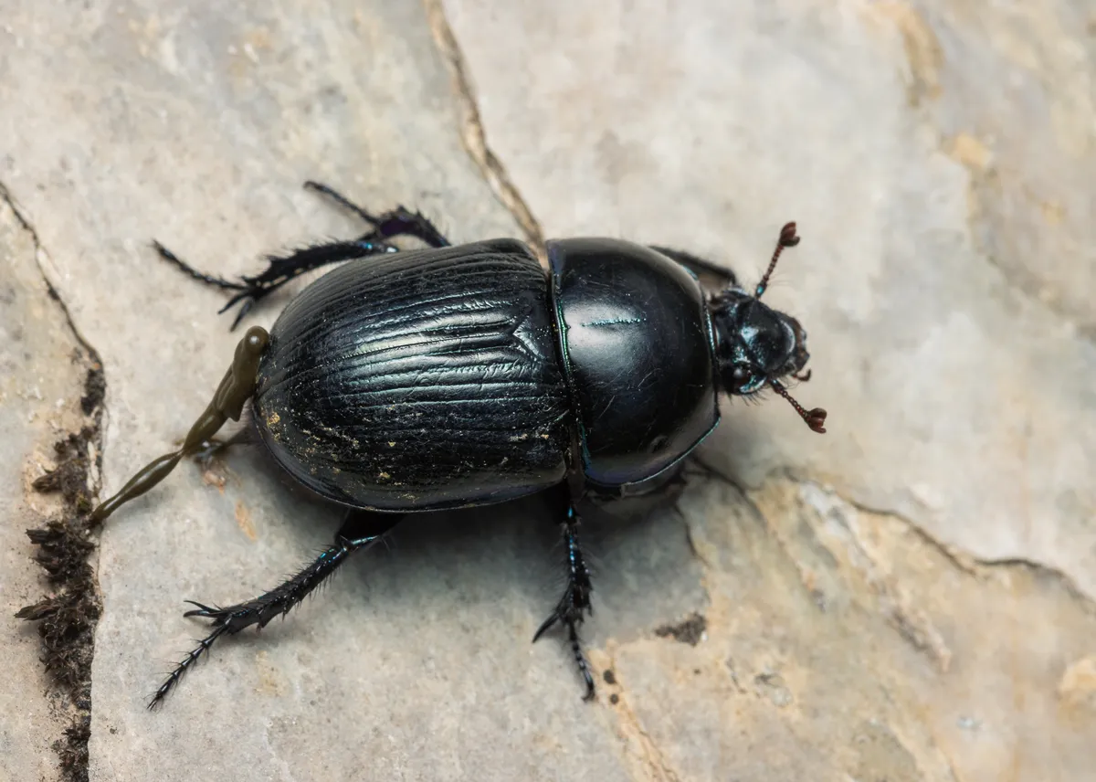 Geotrupes stercorarius - photo 3