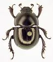 Ulke's Earth Boring Beetle