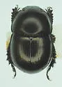 Ulke's Earth Boring Beetle - photo 2