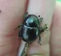 Ulke's Earth Boring Beetle - photo 3