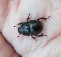 Ulke's Earth Boring Beetle - photo 4