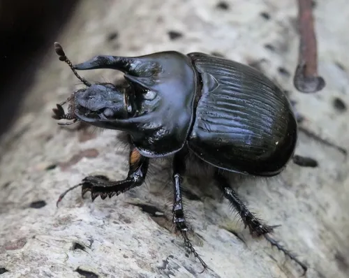 Earth-Boring Scarab Beetles - photo 2