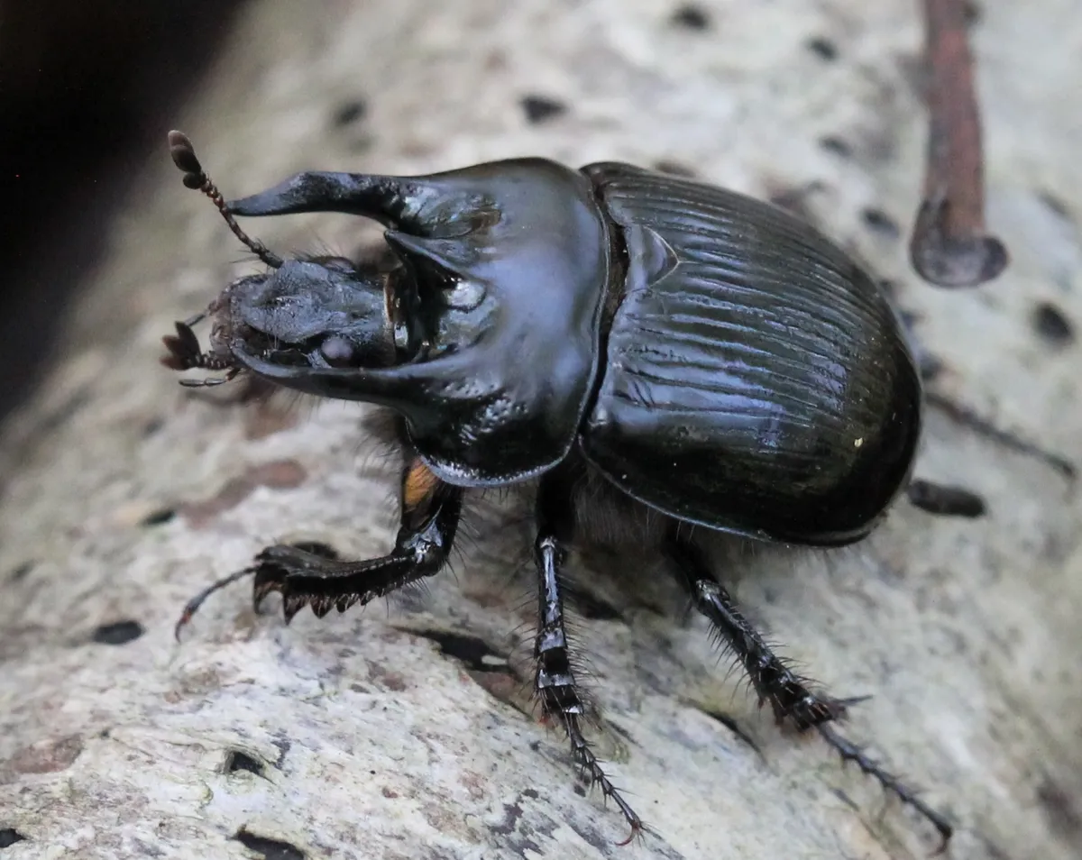 Earth-Boring Scarab Beetles - photo 3