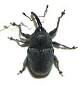 Geraeus coarctatus