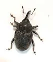 Geraeus coarctatus - photo 2