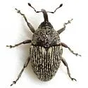 Geraeus modestus