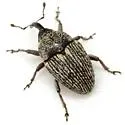 Geraeus modestus - photo 2