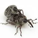 Geraeus modestus - photo 3