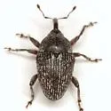Geraeus modestus - photo 4
