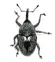 Geraeus patagoniensis
