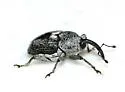 Geraeus patagoniensis - photo 2