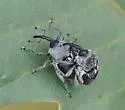 Geraeus patagoniensis - photo 3