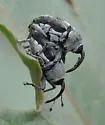 Geraeus patagoniensis - photo 4