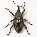 Geraeus patagoniensis - photo 5