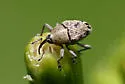 Geraeus penicillus