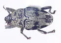 Geraeus penicillus - photo 2