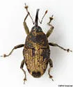 Geraeus penicillus - photo 3