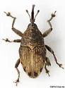 Geraeus penicillus - photo 4