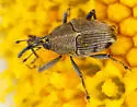 Geraeus penicillus - photo 5