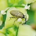 Geraeus picumnus - photo 2