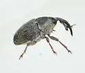 Geraeus picumnus - photo 3