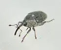 Geraeus picumnus - photo 4