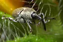 Geraeus picumnus - photo 5