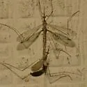 Limonia canadensis