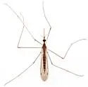 Geranomyia guatemalensis