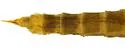 Geranomyia guatemalensis - photo 4