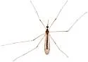 Geranomyia guatemalensis - photo 5