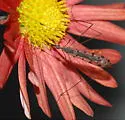 Geranomyia rostrata