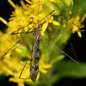 Geranomyia rostrata - photo 2